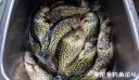 Filename=attachID_29075_postID_264947__00e.jpg
Filesize=131KiB
Dimensions=1000x581
Date added=May 25, 2017 attachID_29075_postID_264947__00e.jpg