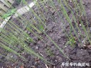 Filename=attachID_29130_postID_265341_IMG_2835.JPG
Filesize=226KiB
Dimensions=1000x750
Date added=May 25, 2017 attachID_29130_postID_265341_IMG_2835.JPG