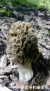 Filename=attachID_29215_postID_266299_3.jpg
Filesize=94KiB
Dimensions=562x1000
Date added=May 25, 2017 attachID_29215_postID_266299_3.jpg
