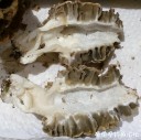 Filename=attachID_29261_postID_266612_morel_cut.jpg
Filesize=130KiB
Dimensions=1000x997
Date added=May 25, 2017 attachID_29261_postID_266612_morel_cut.jpg