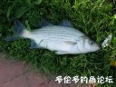 Filename=attachID_29282_postID_266670_windsor2.jpg
Filesize=74KiB
Dimensions=625x469
Date added=May 25, 2017 attachID_29282_postID_266670_windsor2.jpg