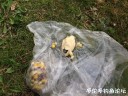 Filename=attachID_29372_postID_267367_IMG_2904.JPG
Filesize=164KiB
Dimensions=1000x750
Date added=May 25, 2017 attachID_29372_postID_267367_IMG_2904.JPG