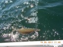 attachID_29432_postID_267906_DSCN0734.JPG