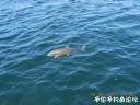 Filename=attachID_29434_postID_267906_DSCN0748.JPG
Filesize=121KiB
Dimensions=1000x750
Date added=May 25, 2017 attachID_29434_postID_267906_DSCN0748.JPG
