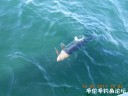 Filename=attachID_29439_postID_267906_DSCN0782.JPG
Filesize=70KiB
Dimensions=1000x750
Date added=May 25, 2017 attachID_29439_postID_267906_DSCN0782.JPG