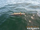 Filename=attachID_29441_postID_267906_DSCN0790.JPG
Filesize=106KiB
Dimensions=1000x750
Date added=May 25, 2017 attachID_29441_postID_267906_DSCN0790.JPG