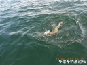 Filename=attachID_29514_postID_268608_DSCN0810.JPG
Filesize=119KiB
Dimensions=1000x750
Date added=May 25, 2017 attachID_29514_postID_268608_DSCN0810.JPG