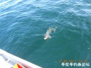 Filename=attachID_29515_postID_268608_DSCN0812.JPG
Filesize=86KiB
Dimensions=1000x750
Date added=May 25, 2017 attachID_29515_postID_268608_DSCN0812.JPG
