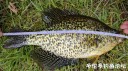 Filename=attachID_29585_postID_269073__00p.jpg
Filesize=156KiB
Dimensions=1000x562
Date added=May 25, 2017 attachID_29585_postID_269073__00p.jpg