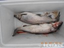 Filename=attachID_29613_postID_269387_DSCN0820.JPG
Filesize=79KiB
Dimensions=1000x750
Date added=May 25, 2017 attachID_29613_postID_269387_DSCN0820.JPG