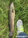 Filename=attachID_29709_postID_270234_IMG_6325.JPG
Filesize=222KiB
Dimensions=750x1000
Date added=Oct 21, 2017 attachID_29709_postID_270234_IMG_6325.JPG
