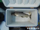 Filename=attachID_29739_postID_270329_DSCN0833.JPG
Filesize=80KiB
Dimensions=1000x750
Date added=Oct 21, 2017 attachID_29739_postID_270329_DSCN0833.JPG