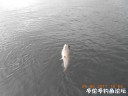 Filename=attachID_29850_postID_271795_DSCN0846.JPG
Filesize=69KiB
Dimensions=1000x750
Date added=Oct 21, 2017 attachID_29850_postID_271795_DSCN0846.JPG