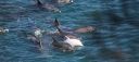 Filename=attachID_3018_postID_23643_003f.jpg
Filesize=138KiB
Dimensions=634x286
Date added=Dec 02, 2016 attachID_3018_postID_23643_003f.jpg