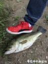 Filename=attachID_30271_postID_275188_IMG_2293.JPG
Filesize=144KiB
Dimensions=750x1000
Date added=Oct 21, 2017 attachID_30271_postID_275188_IMG_2293.JPG