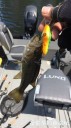 Filename=attachID_30367_postID_276075_IMG_3509.JPG
Filesize=68KiB
Dimensions=562x1000
Date added=Oct 21, 2017 attachID_30367_postID_276075_IMG_3509.JPG