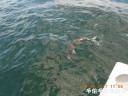 Filename=attachID_30375_postID_276132_DSCN0963.JPG
Filesize=110KiB
Dimensions=1000x750
Date added=Oct 21, 2017 attachID_30375_postID_276132_DSCN0963.JPG