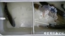 Filename=attachID_30440_postID_276719__00u.jpg
Filesize=51KiB
Dimensions=1000x563
Date added=Oct 21, 2017 attachID_30440_postID_276719__00u.jpg