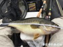 Filename=attachID_30448_postID_276809_IMG_0032.JPG
Filesize=118KiB
Dimensions=1000x750
Date added=Oct 21, 2017 attachID_30448_postID_276809_IMG_0032.JPG