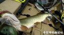 Filename=attachID_30589_postID_277892__00a.jpg
Filesize=77KiB
Dimensions=1000x560
Date added=Oct 21, 2017 attachID_30589_postID_277892__00a.jpg