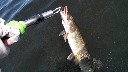 Filename=attachID_30590_postID_277893__00b.gif
Filesize=107KiB
Dimensions=640x360
Date added=Oct 21, 2017 attachID_30590_postID_277893__00b.gif