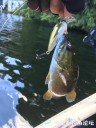 Filename=attachID_30672_postID_278583_IMG_2792.JPG
Filesize=78KiB
Dimensions=750x1000
Date added=Oct 21, 2017 attachID_30672_postID_278583_IMG_2792.JPG