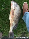 attachID_30677_postID_278625_IMG_2188.JPG