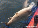 Filename=attachID_30763_postID_279485_IMG_1858.JPG
Filesize=129KiB
Dimensions=1000x750
Date added=Oct 21, 2017 attachID_30763_postID_279485_IMG_1858.JPG