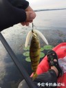Filename=attachID_30775_postID_279633_IMG_0703.JPG
Filesize=74KiB
Dimensions=750x1000
Date added=Oct 21, 2017 attachID_30775_postID_279633_IMG_0703.JPG