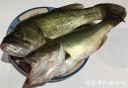 Filename=attachID_30789_postID_279767_bass.jpg
Filesize=106KiB
Dimensions=979x675
Date added=Oct 21, 2017 attachID_30789_postID_279767_bass.jpg