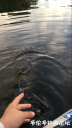 Filename=attachID_30853_postID_280598_IMG_3005.PNG
Filesize=579KiB
Dimensions=563x1000
Date added=Oct 21, 2017 attachID_30853_postID_280598_IMG_3005.PNG