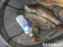 attachID_30883_postID_280779_IMG_3831.JPG