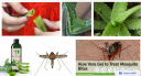 Filename=attachID_30933_postID_281438_aloeveragel.png
Filesize=584KiB
Dimensions=983x534
Date added=Oct 21, 2017 attachID_30933_postID_281438_aloeveragel.png