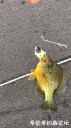 Filename=attachID_30943_postID_281501_IMG_3963.JPG
Filesize=179KiB
Dimensions=562x1000
Date added=Oct 21, 2017 attachID_30943_postID_281501_IMG_3963.JPG