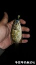 Filename=attachID_30964_postID_281539_WeiXinTuPian_20170811131428.jpg
Filesize=36KiB
Dimensions=563x1000
Date added=Oct 21, 2017 attachID_30964_postID_281539_WeiXinTuPian_20170811131428.jpg