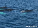 Filename=attachID_31096_postID_282264_IMG_1830.JPG
Filesize=111KiB
Dimensions=1000x750
Date added=Oct 21, 2017 attachID_31096_postID_282264_IMG_1830.JPG