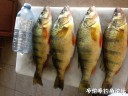 Filename=attachID_31109_postID_282361_IMG_3662.JPG
Filesize=113KiB
Dimensions=1000x750
Date added=Oct 21, 2017 attachID_31109_postID_282361_IMG_3662.JPG
