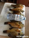 Filename=attachID_31110_postID_282361_IMG_3659.JPG
Filesize=97KiB
Dimensions=750x1000
Date added=Oct 21, 2017 attachID_31110_postID_282361_IMG_3659.JPG