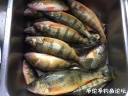 Filename=attachID_31256_postID_283493_IMG_0142.JPG
Filesize=121KiB
Dimensions=1000x750
Date added=Oct 21, 2017 attachID_31256_postID_283493_IMG_0142.JPG
