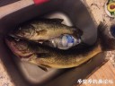 Filename=attachID_31391_postID_284806_IMG_2869.JPG
Filesize=94KiB
Dimensions=1000x750
Date added=Oct 21, 2017 attachID_31391_postID_284806_IMG_2869.JPG