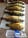 Filename=attachID_31457_postID_285533_IMG_3848.JPG
Filesize=110KiB
Dimensions=750x1000
Date added=Oct 21, 2017 attachID_31457_postID_285533_IMG_3848.JPG