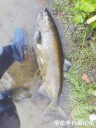 Filename=attachID_31647_postID_286764_WeiXinTuPian_20171002015442.jpg
Filesize=118KiB
Dimensions=750x1000
Date added=Oct 21, 2017 attachID_31647_postID_286764_WeiXinTuPian_20171002015442.jpg