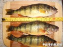 attachID_31732_postID_287521_DSCN1504.JPG