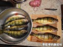 Filename=attachID_31733_postID_287521_DSCN1503.JPG
Filesize=142KiB
Dimensions=1000x750
Date added=Oct 21, 2017 attachID_31733_postID_287521_DSCN1503.JPG