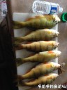 attachID_31761_postID_287679_IMG_3822.JPG