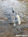 Filename=attachID_31788_postID_287977_20171011_114730.jpg
Filesize=103KiB
Dimensions=750x1000
Date added=Oct 21, 2017 attachID_31788_postID_287977_20171011_114730.jpg