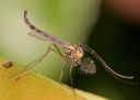 Filename=attachID_3182_postID_25554_Chironomus_plumosus01.jpg
Filesize=222KiB
Dimensions=1575x1129
Date added=Dec 02, 2016 attachID_3182_postID_25554_Chironomus_plumosus01.jpg