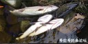 Filename=attachID_32126_postID_291833_1_270.jpg
Filesize=86KiB
Dimensions=1000x500
Date added=May 17, 2018 attachID_32126_postID_291833_1_270.jpg