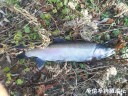 Filename=attachID_32488_postID_295193_QQ20171126043542.jpg
Filesize=207KiB
Dimensions=1000x750
Date added=May 17, 2018 attachID_32488_postID_295193_QQ20171126043542.jpg