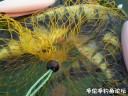 Filename=attachID_32605_postID_296156_7.jpg
Filesize=131KiB
Dimensions=1000x750
Date added=May 17, 2018 attachID_32605_postID_296156_7.jpg